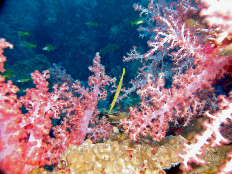 Flute fish, Hin Muang